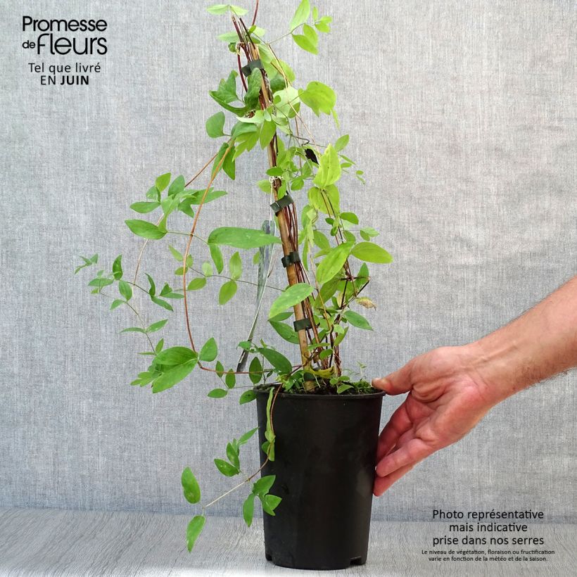 Exemplaar van Clematis diversifolia Rooguchi - Kleinbloemige clematis Pot van 2 l/3 l zoals geleverd in de zomer