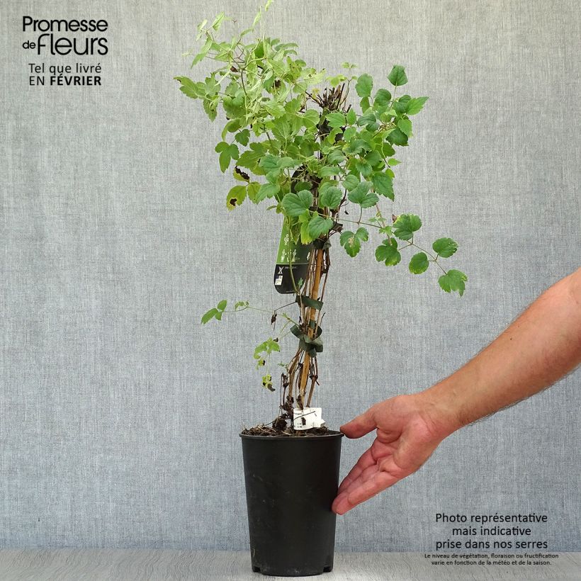 Exemplaar van Clematis fargesii Summersnow - Kleinbloemige clematis Pot van 2 l/3 l zoals geleverd in de herfst