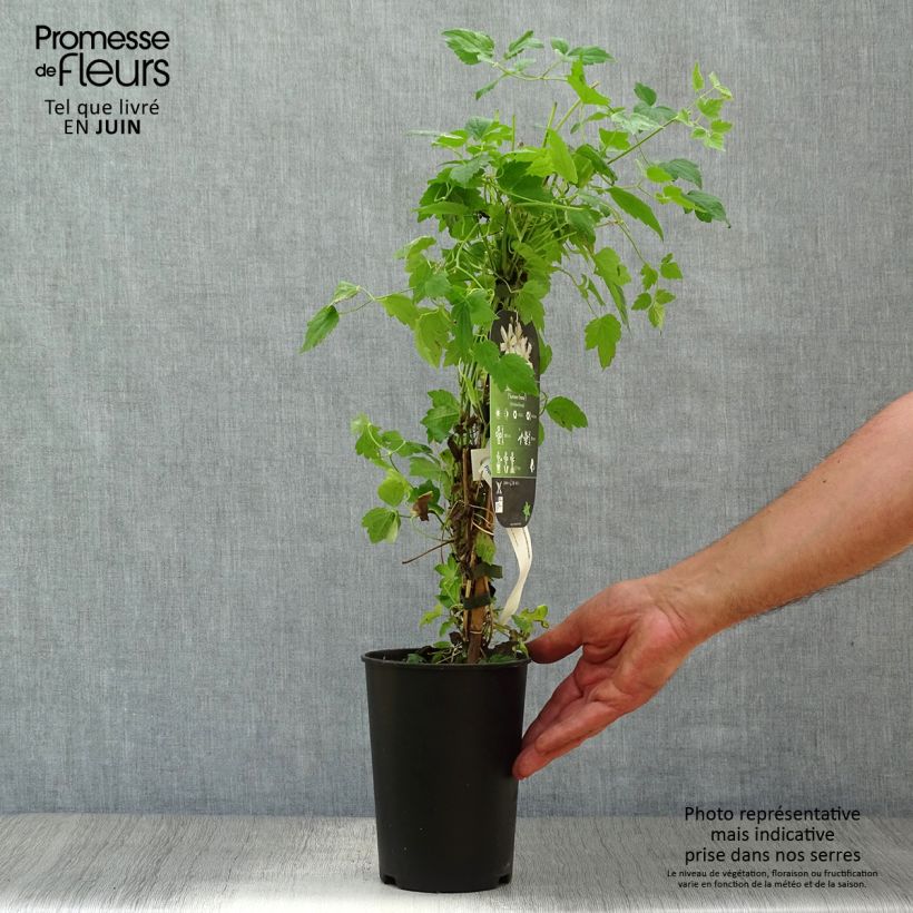 Exemplaar van Clematis fargesii Summersnow - Kleinbloemige clematis Pot van 2 l/3 l zoals geleverd in de zomer