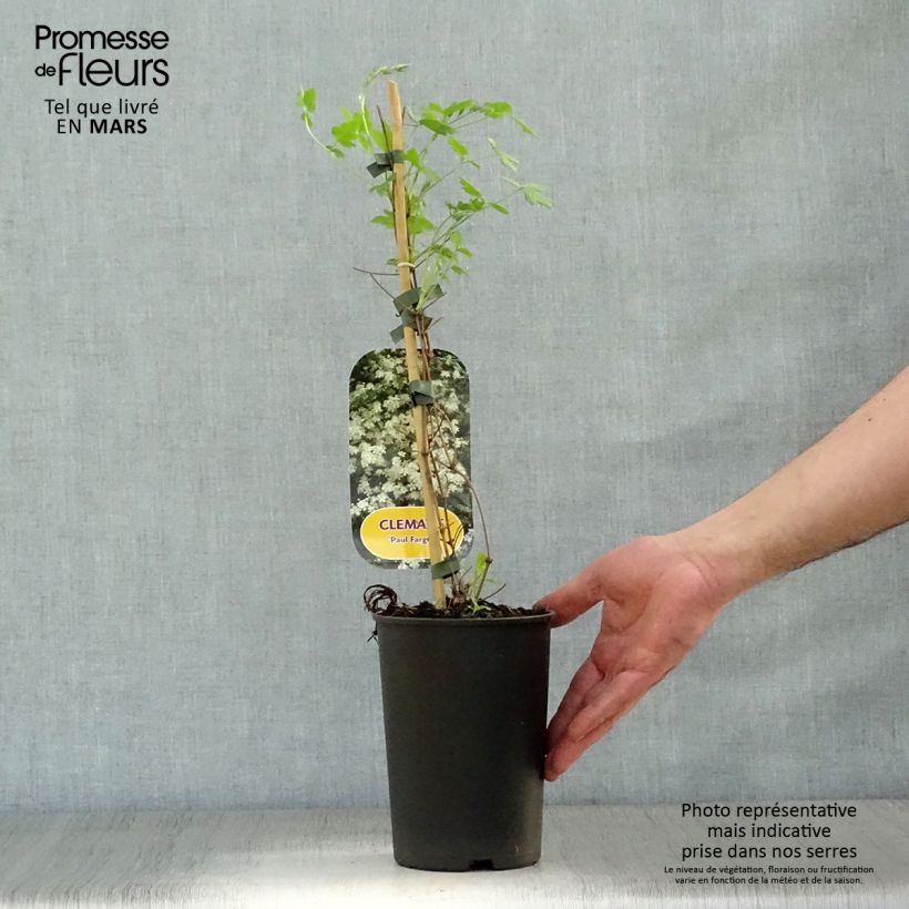 Example of Clematis fargesii Summersnow - Kleinbloemige clematis Pot van 2 l/3 l as you get in printemps