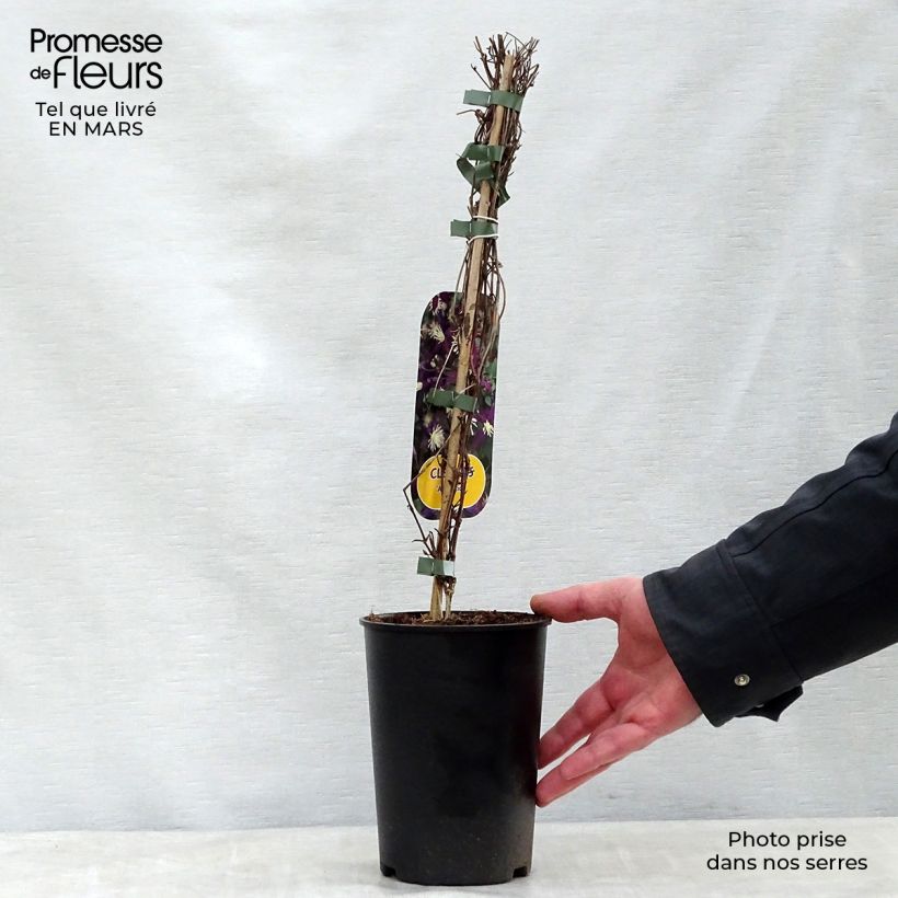 Example of Clematis flammula Aromatica - Kleinbloemige clematis Pot van 2 l/3 l as you get in printemps