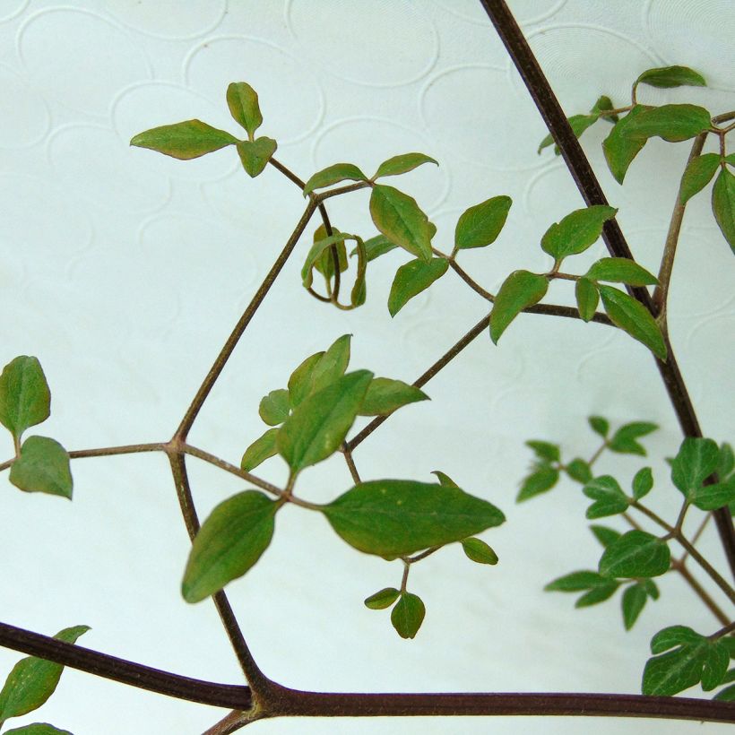 Clematis flammula Sweet Summer Love - Kleinbloemige clematis (Blad)