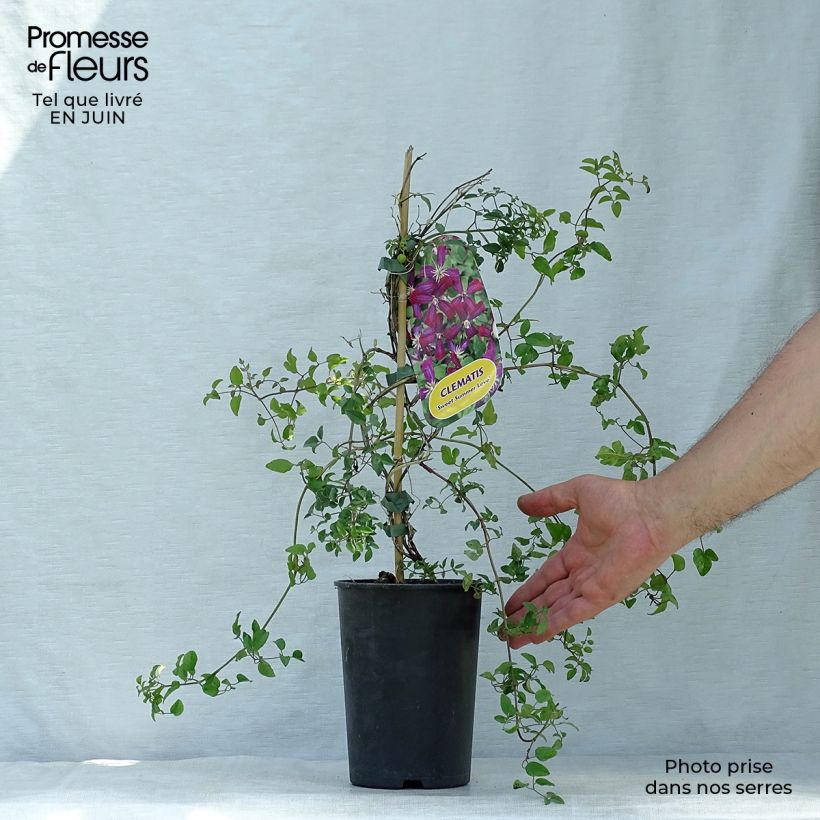 Exemplaar van Clematis flammula Sweet Summer Love - Kleinbloemige clematis Pot van 2 l/3 l zoals geleverd in de zomer