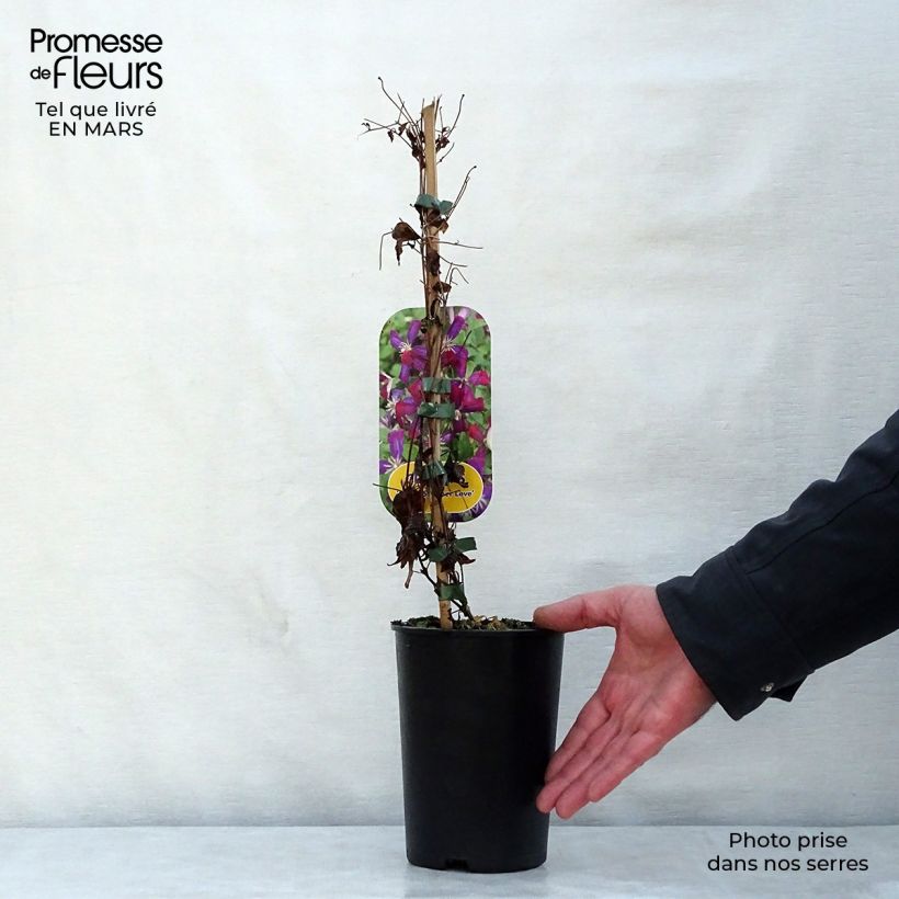 Exemplaar van Clematis flammula Sweet Summer Love - Kleinbloemige clematis Pot van 2 l/3 l zoals geleverd in de lente