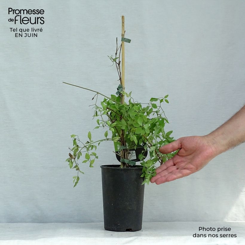 Exemplaar van Clematis flammula rubromarginata - Kleinbloemige clematis Pot van 2 l/3 l zoals geleverd in de zomer