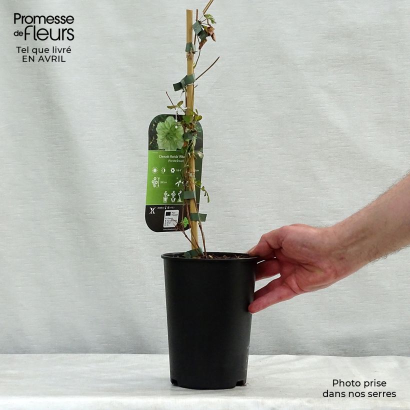 Exemplaar van Clematis florida alba plena - Dubbelbloemige bosrank Pot van 2 l/3 l zoals geleverd in de lente