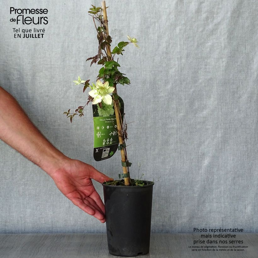 Exemplaar van Clematis florida alba plena - Dubbelbloemige bosrank Pot van 2 l/3 l zoals geleverd in de zomer