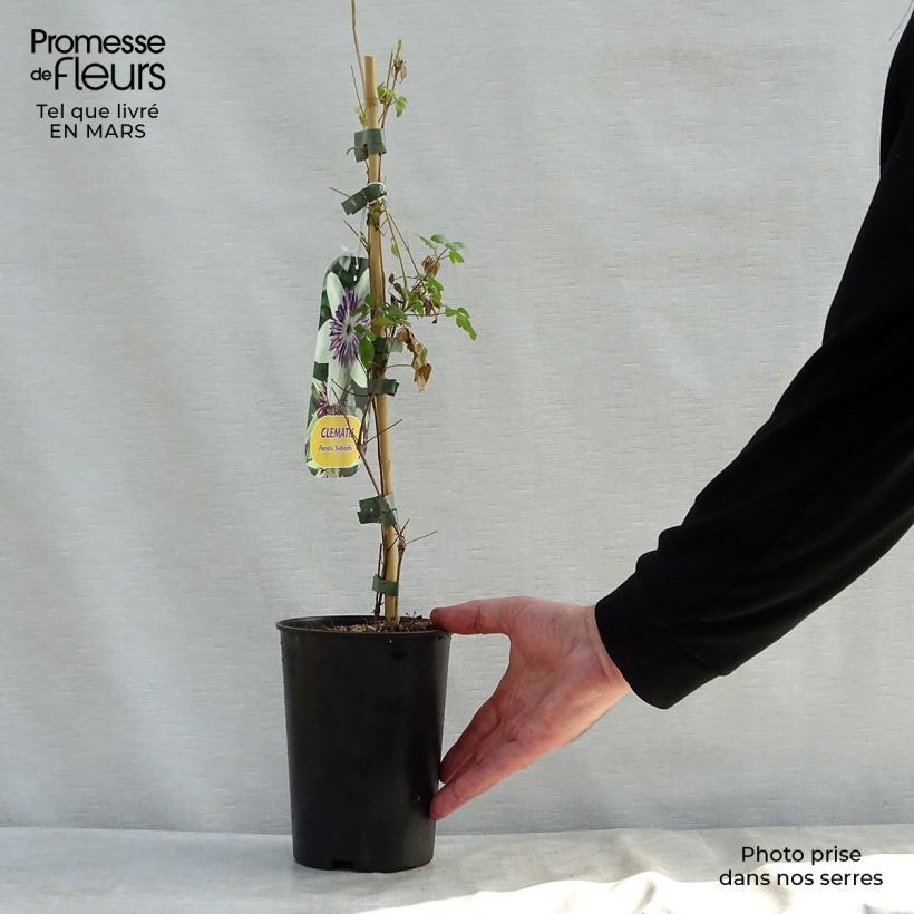 Example of Clematis florida Sieboldii - bosrank Pot van 2 l/3 l as you get in printemps