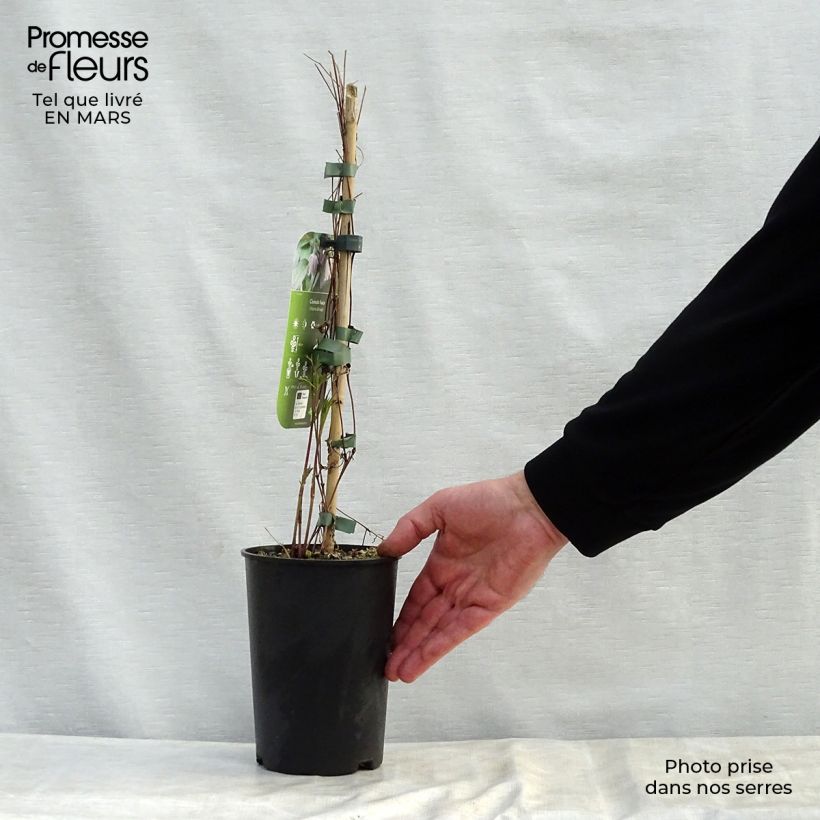 Exemplaar van Clematis fusca - Bosrank Pot van 2 l/3 l zoals geleverd in de lente