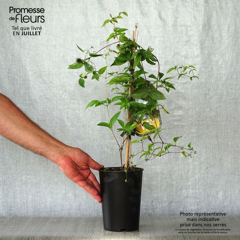Exemplaar van Clematis fusca - Bosrank Pot van 2 l/3 l zoals geleverd in de zomer