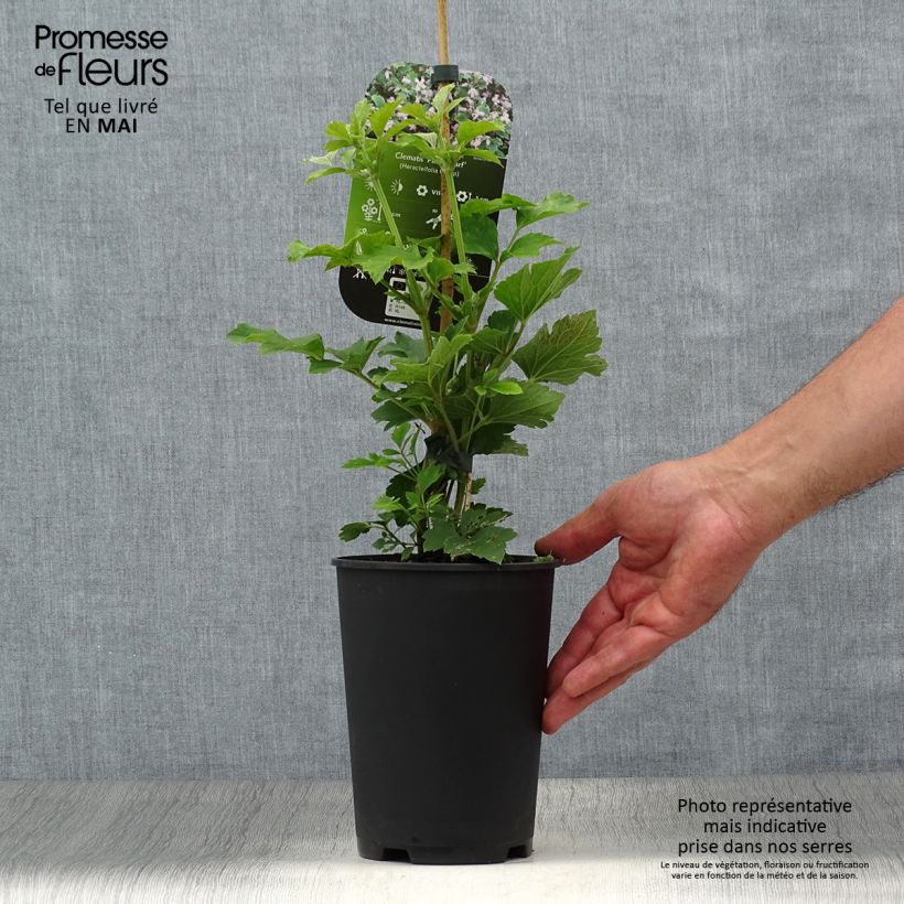 Exemplaar van Clematis heracleifolia Pink Dwarf - Struikclematis Pot van 2 l/3 l zoals geleverd in de lente