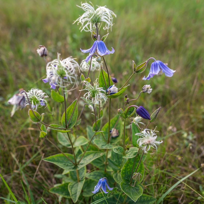 Clematis integrifolia Baby Blue - Struikclematis (Groeiplaats)