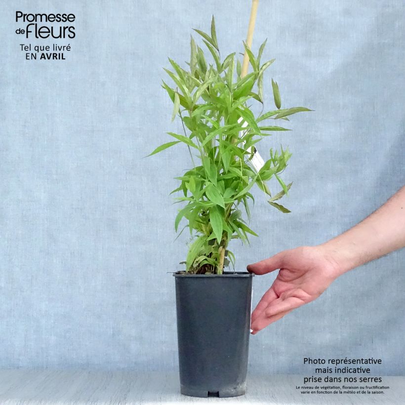 Example of Clematis integrifolia Baby White - Struikclematis Pot van 2 l/3 l as you get in printemps