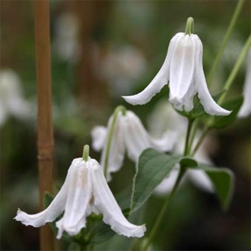 Clematis integrifolia Baby White - Struikclematis (Flowering)