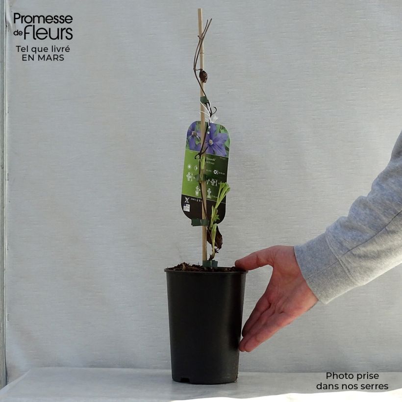 Example of Clematis integrifolia Durandii - Struikclematis Pot van 2 l/3 l as you get in printemps