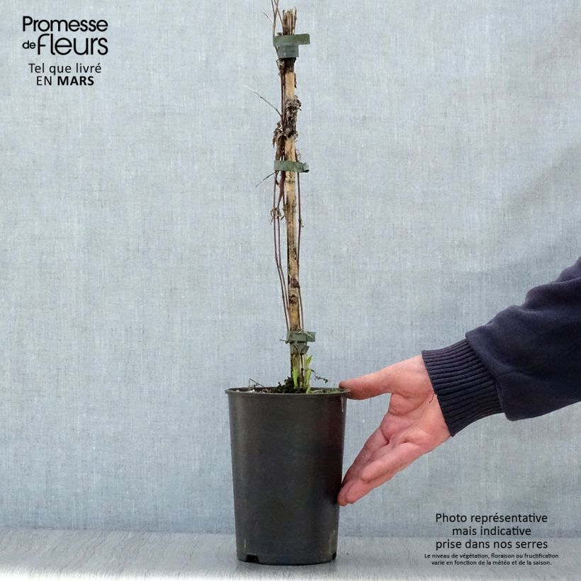 Exemplaar van Clematis integrifolia Hakuree - Struikclematis Pot van 2 l/3 l zoals geleverd in de lente