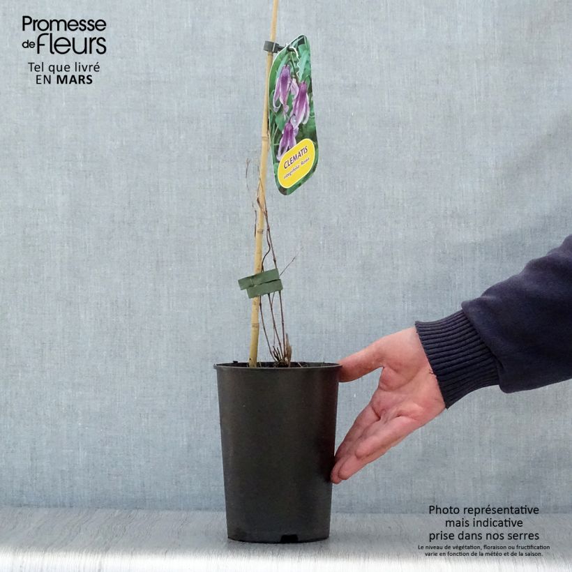 Exemplaar van Clematis integrifolia Rosea - Struikclematis Pot van 2 l/3 l zoals geleverd in de lente