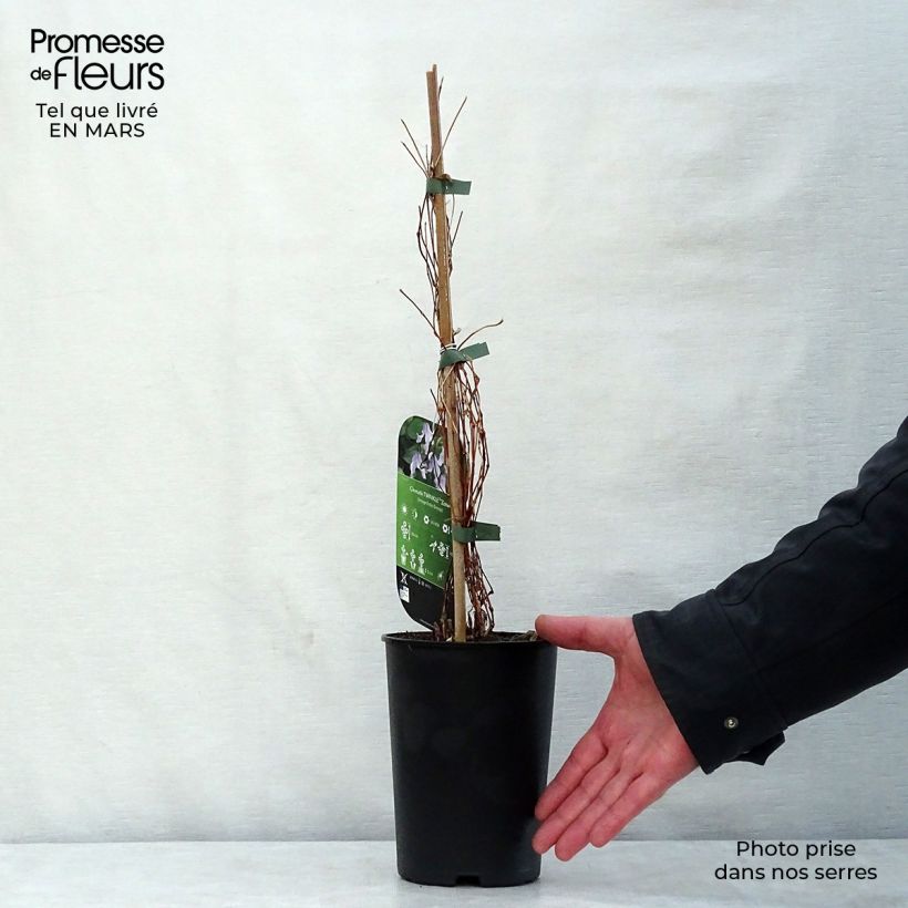 Exemplaar van Clematis integrifolia Twinkle - Struikclematis Pot van 2 l/3 l zoals geleverd in de lente