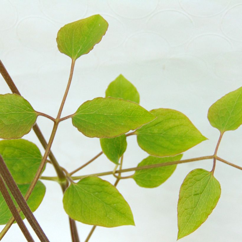 Clematis jackmanii - bosrank (Blad)