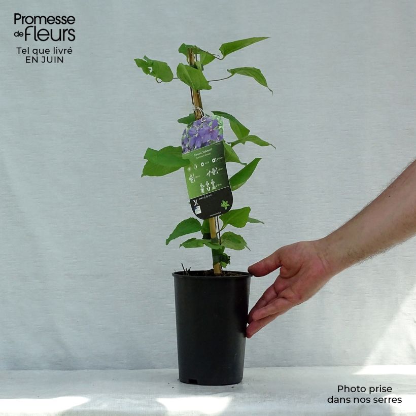 Exemplaar van Clematis jackmanii - bosrank Pot van 2 l/3 l zoals geleverd in de zomer