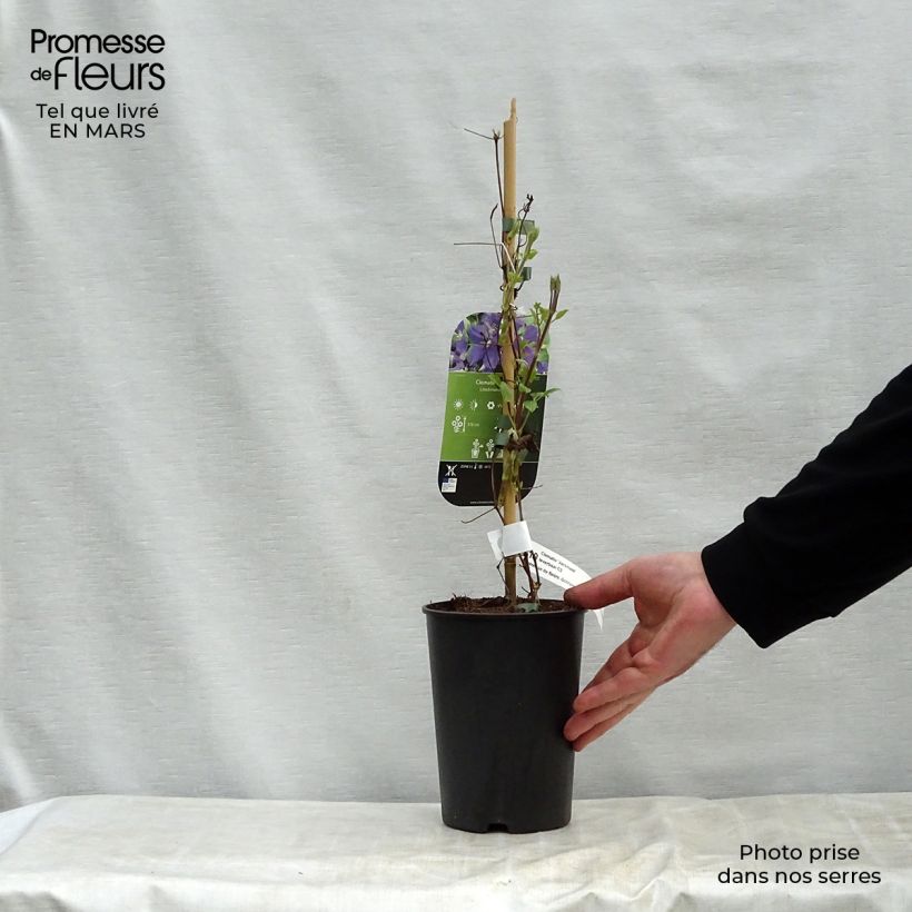 Exemplaar van Clematis jackmanii - bosrank Pot van 2 l/3 l zoals geleverd in de lente
