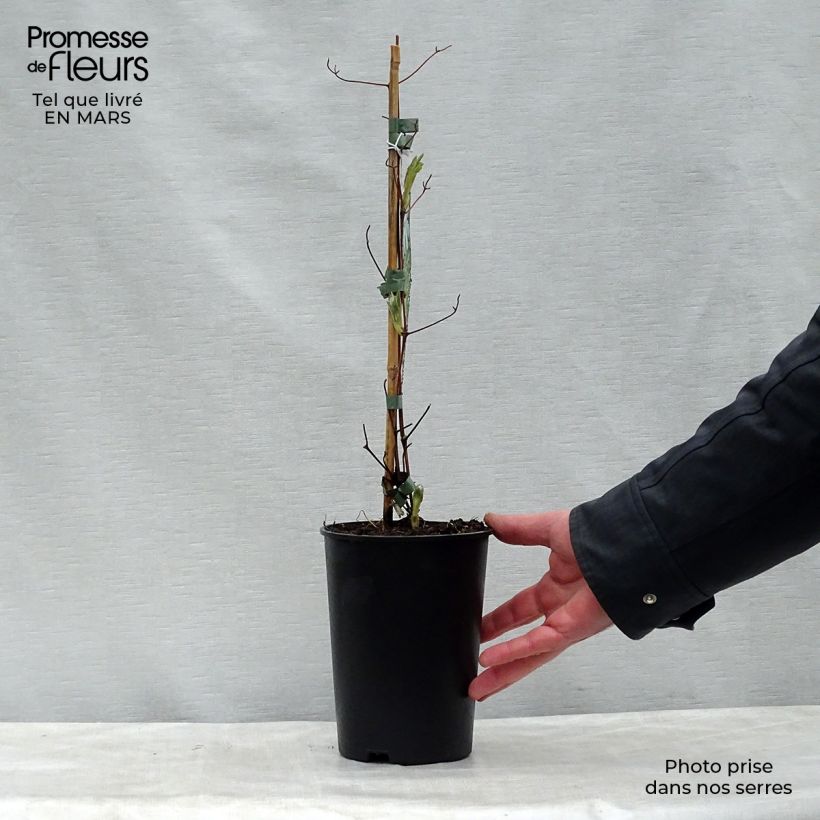 Exemplaar van Clematis jackmanii Alba - Bosrank Pot van 2 l/3 l zoals geleverd in de lente