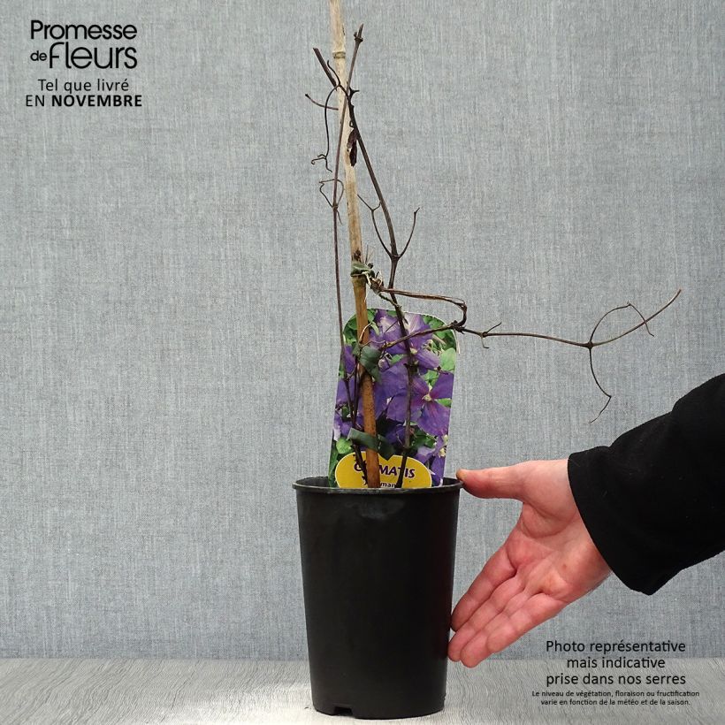 Exemplaar van Clematis jackmanii - bosrank Pot van 2 l/3 l zoals geleverd in de herfst