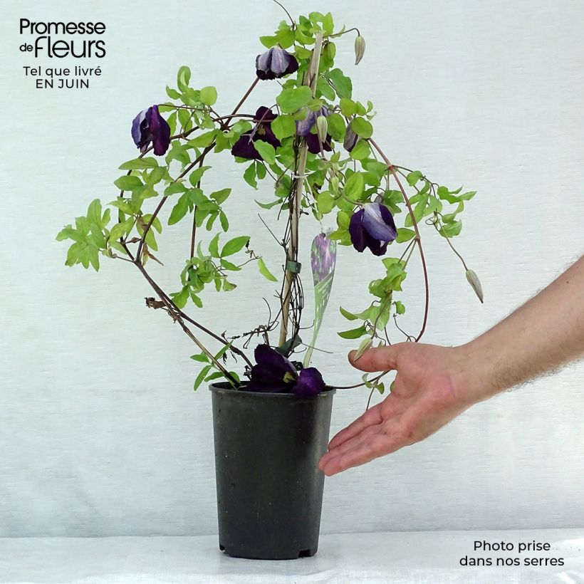 Exemplaar van Clematis jackmanii Purpurea - bosrank Pot van 2 l/3 l zoals geleverd in de zomer