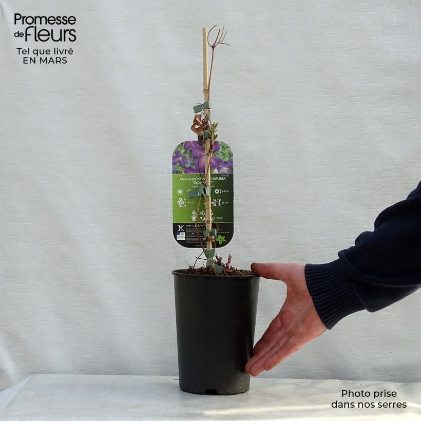 Exemplaar van Clematis jackmanii Purpurea - bosrank Pot van 2 l/3 l zoals geleverd in de lente