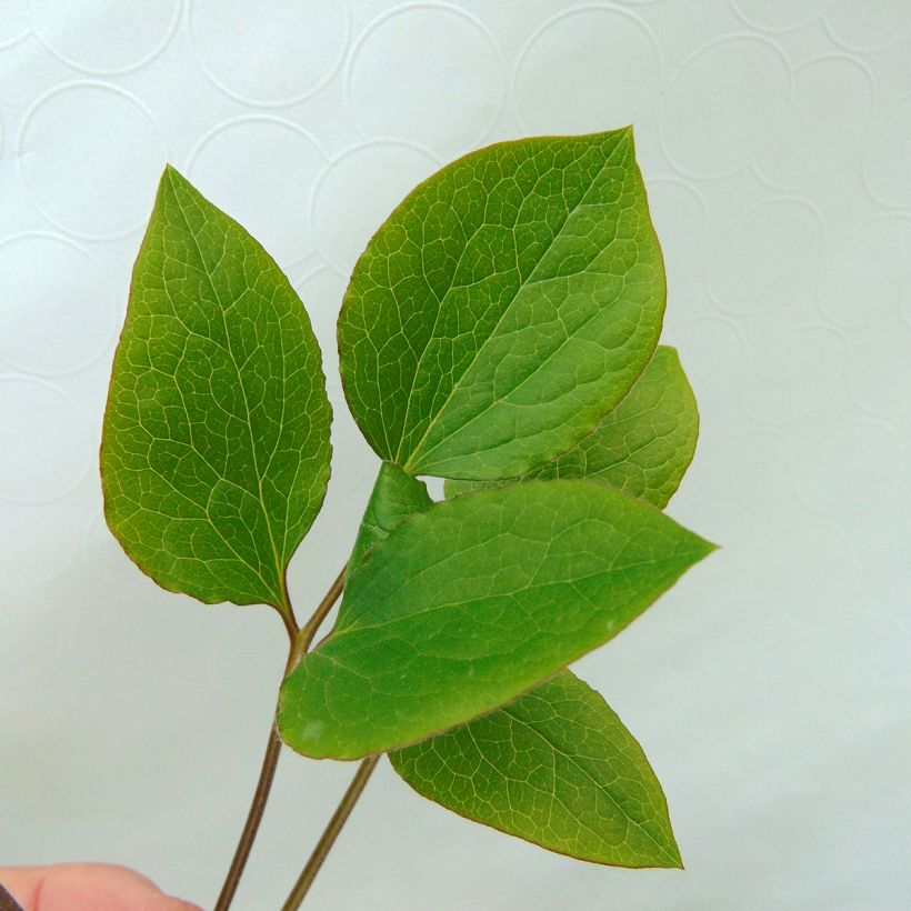 Clematis jackmanii Superba - Bosrank (Foliage)