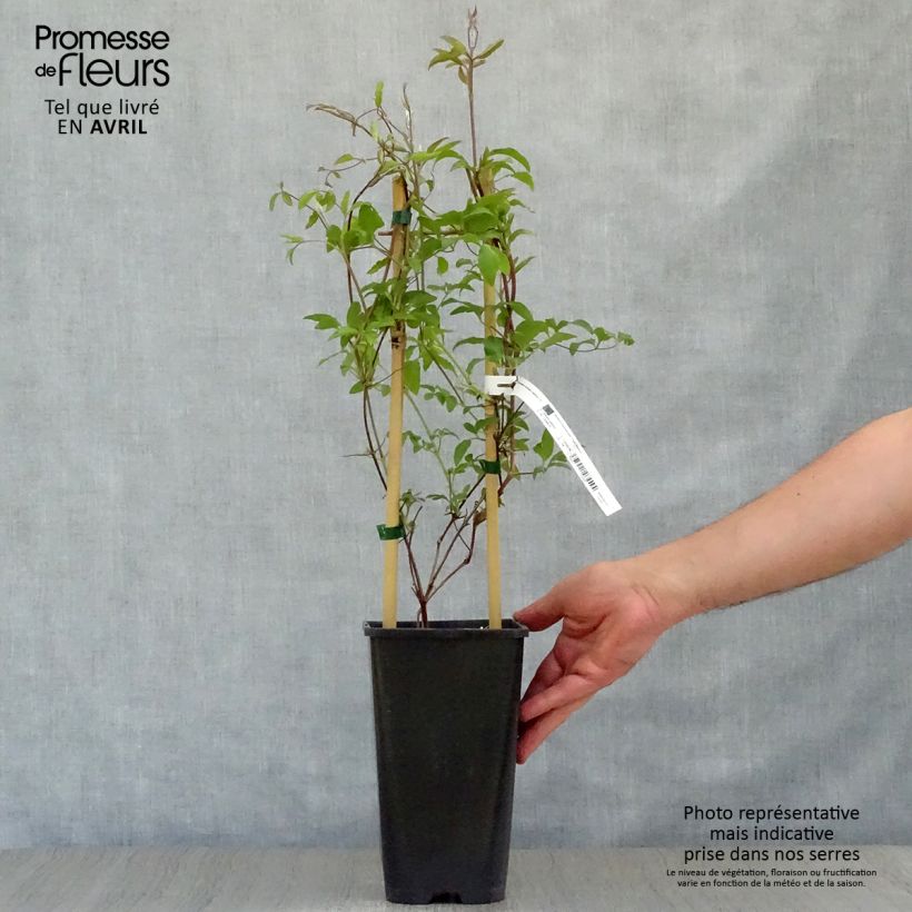 Example of Clematis jackmanii Superba - Bosrank Pot van 2 l/3 l as you get in printemps