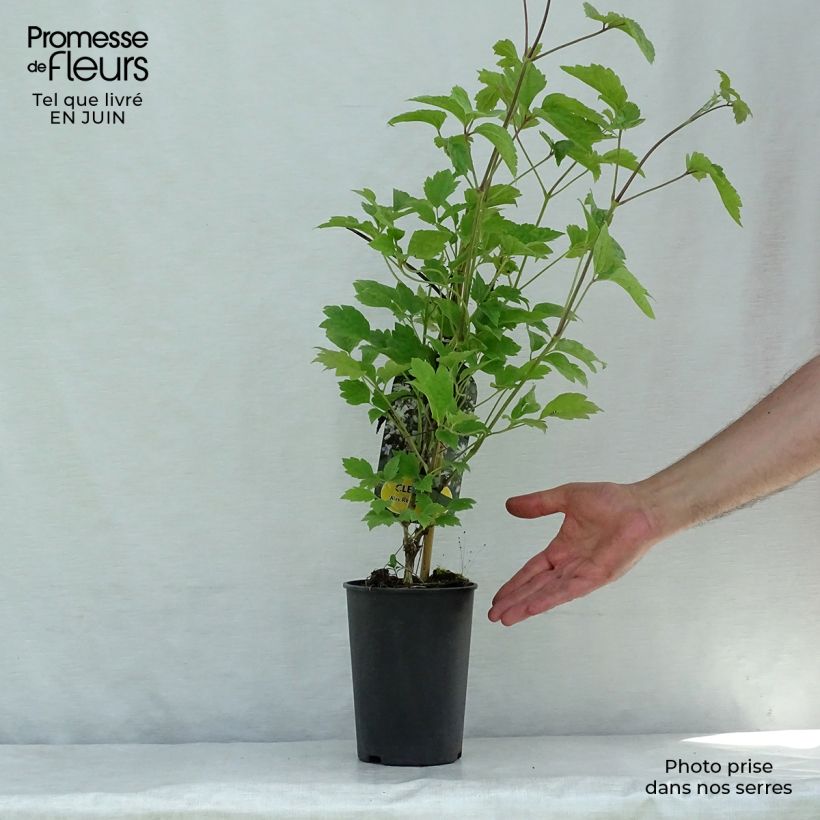 Exemplaar van Clematis jouiniana Robert Brydon - Bosrank Pot van 2 l/3 l zoals geleverd in de zomer