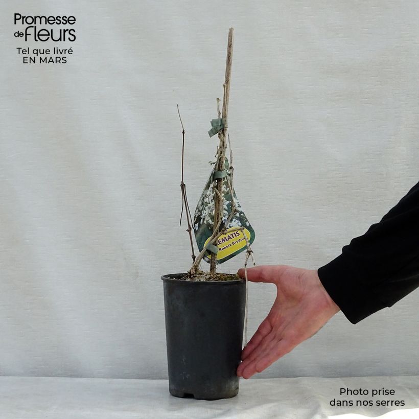 Example of Clematis jouiniana Robert Brydon - Bosrank Pot van 2 l/3 l as you get in printemps