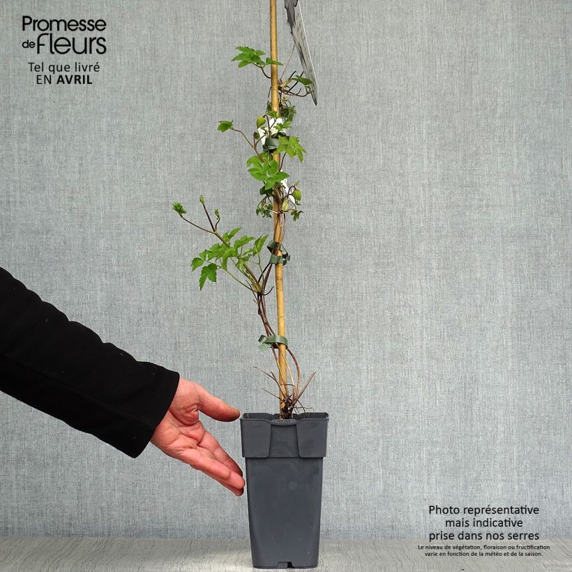 Example of Clematis koreana Amber - Bosrank Pot van 2 l/3 l as you get in printemps