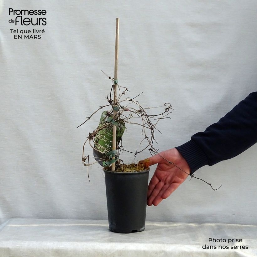 Exemplaar van Clematis macropetala Broughton Bride - Kleinbloemige clematis Pot van 2 l/3 l zoals geleverd in de lente