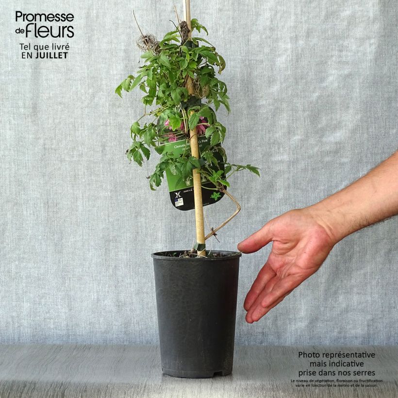 Exemplaar van Clematis macropetala Markhams Pink - Kleinbloemige clematis Pot van 2 l/3 l zoals geleverd in de zomer