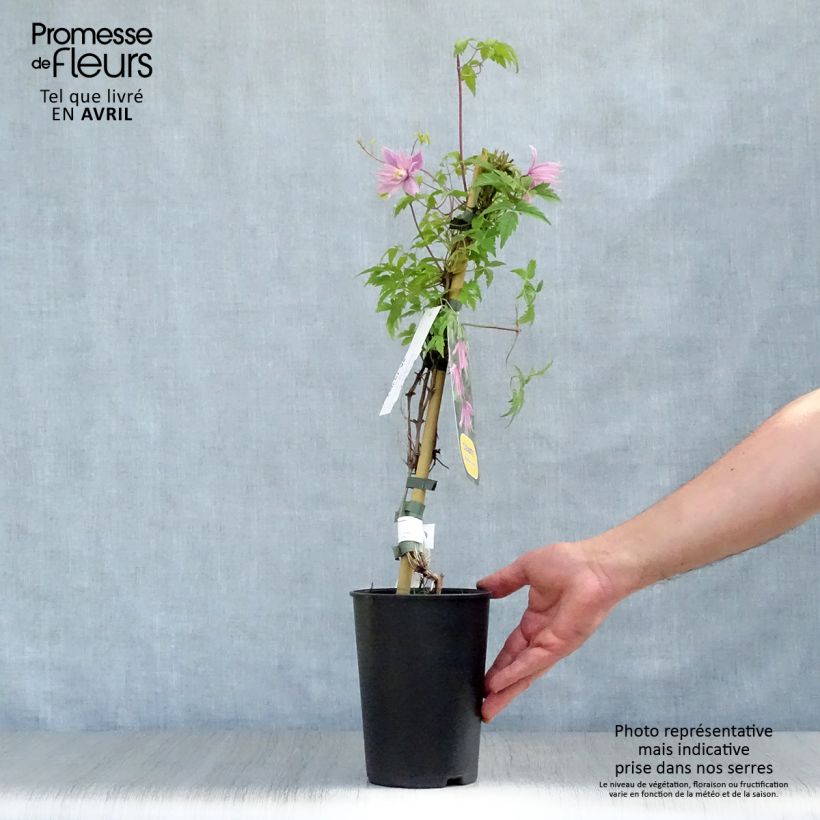 Example of Clematis macropetala Markhams Pink - Kleinbloemige clematis Pot van 2 l/3 l as you get in printemps