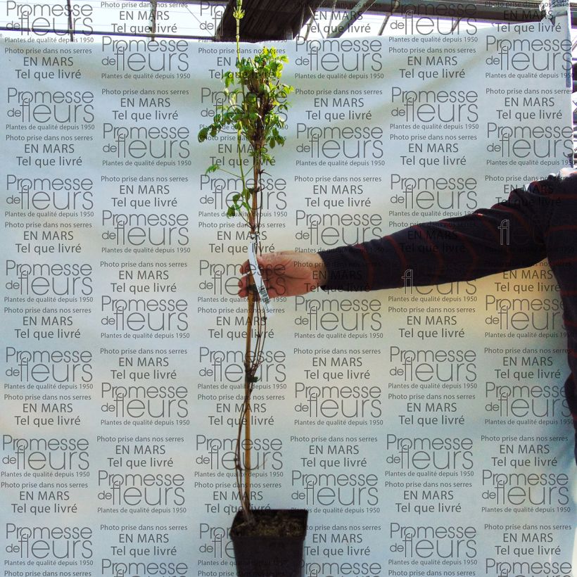 Voorbeeld van een exemplaar van Clematis macropetala Purple Dream - Kleinbloemige clematis Pot van 2 l/3 l zoals geleverd