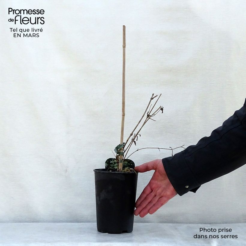 Exemplaar van Clematis flammula mandshurica - Kleinbloemige clematis Pot van 2 l/3 l zoals geleverd in de lente