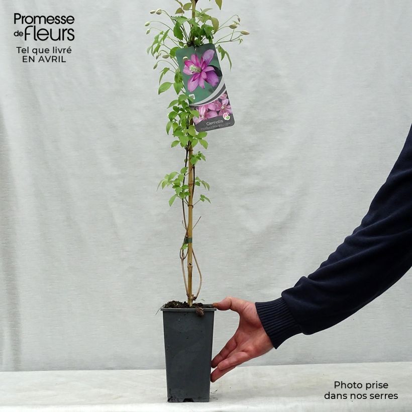 Exemplaar van Clematis montana Broughton star - Bergbosrank Pot van 2 l/3 l zoals geleverd in de lente