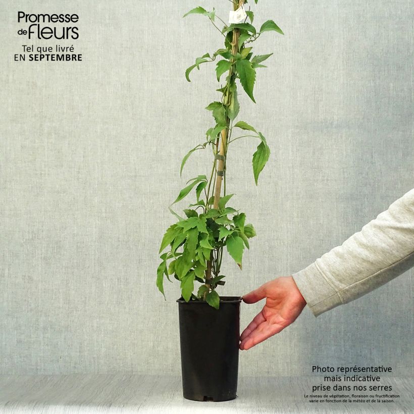 Exemplaar van Clematis montana Broughton star - Bergbosrank Pot van 2 l/3 l zoals geleverd in de herfst
