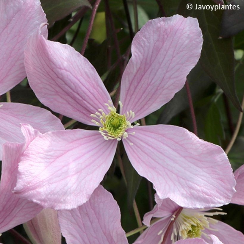 Clematis montana Elizabeth - Bergbosrank (Flowering)