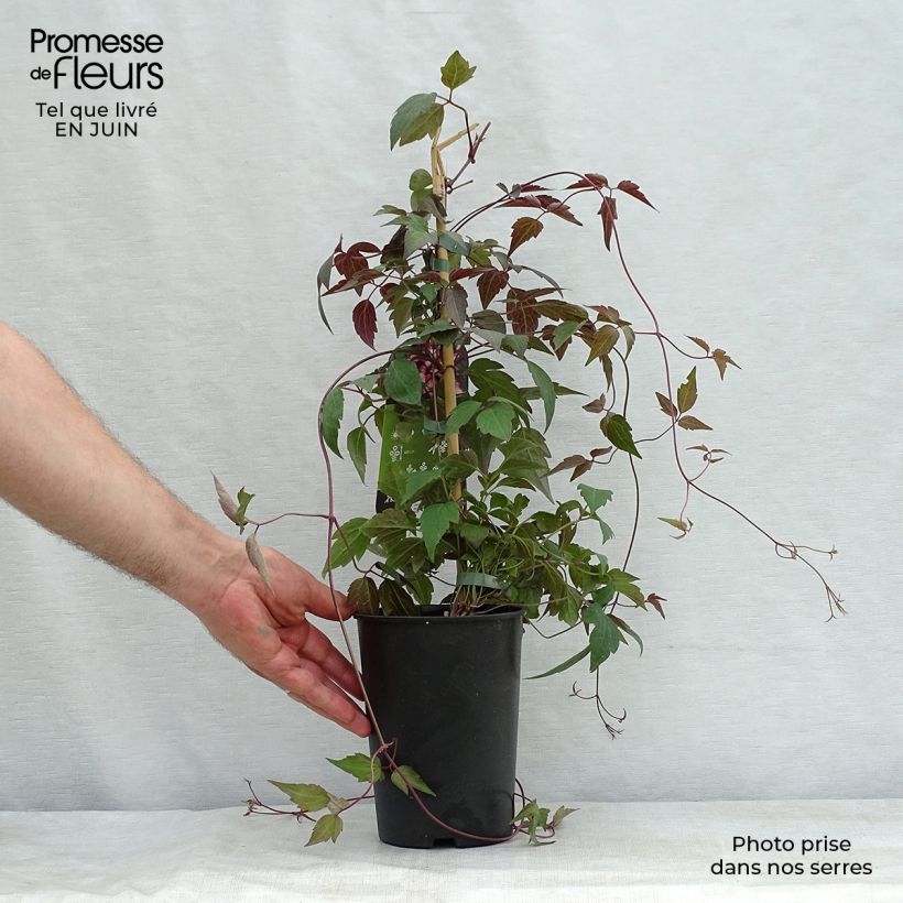 Exemplaar van Clematis montana Freda - Bergbosrank Pot van 2 l/3 l zoals geleverd in de zomer