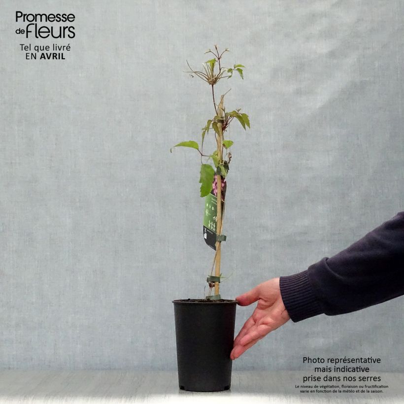 Example of Clematis montana Freda - Bergbosrank Pot van 2 l/3 l as you get in printemps