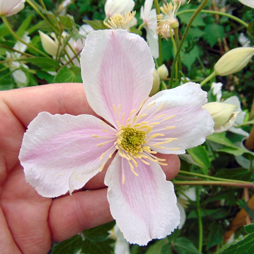 Clematis montana Giant Star - Bergbosrank (Bloei)