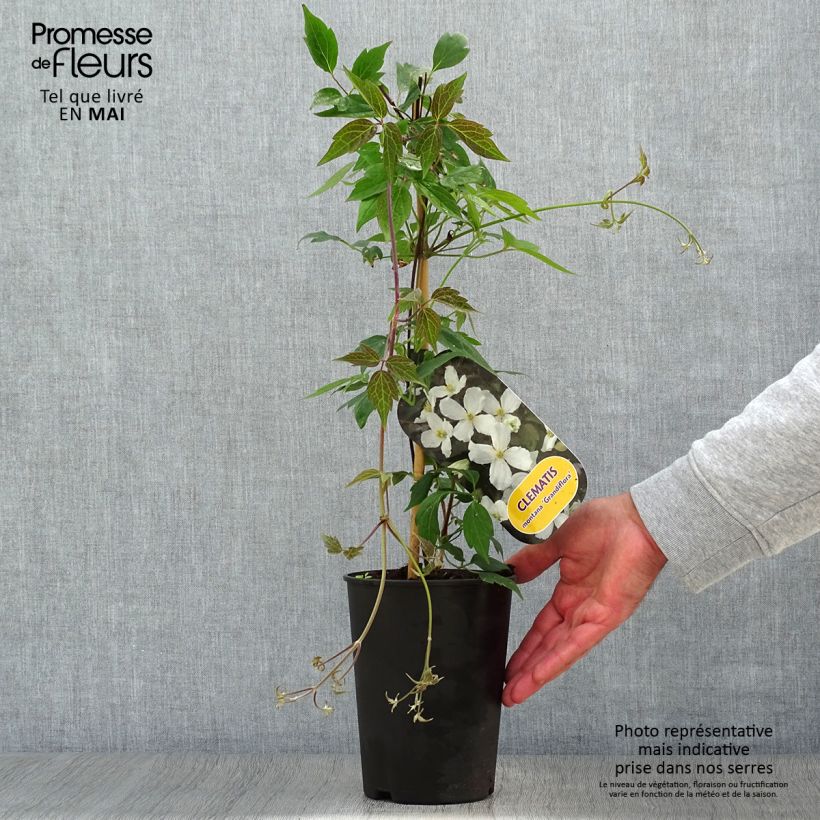 Exemplaar van Clematis montana Grandiflora - Bergbosrank Pot van 1,5 l/2 l zoals geleverd in de lente