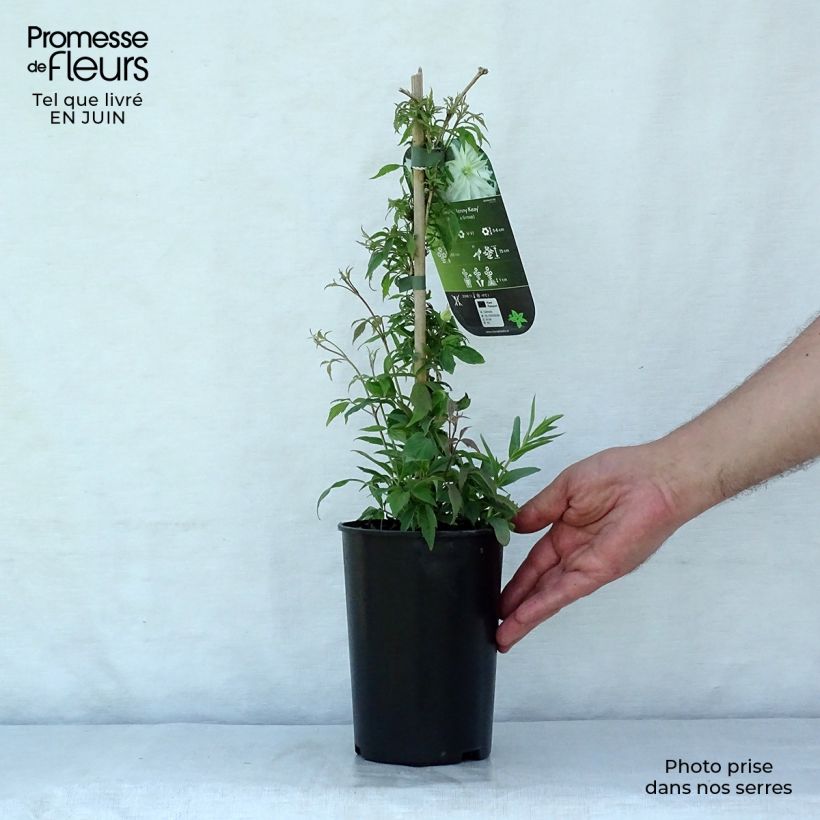 Exemplaar van Clematis montana Jenny Keay - Bergbosrank Pot van 2 l/3 l zoals geleverd in de zomer
