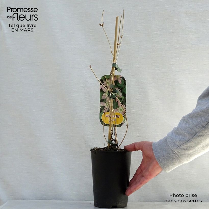 Example of Clematis montana Marjorie - Bergbosrank Pot van 2 l/3 l as you get in printemps