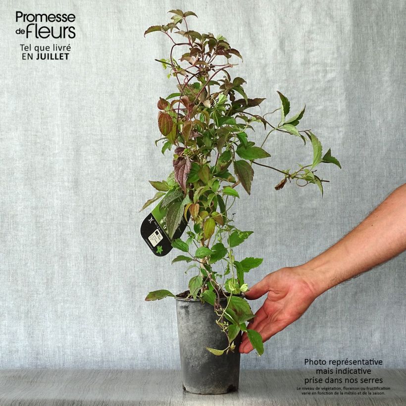 Exemplaar van Clematis montana Marjorie - Bergbosrank Pot van 2 l/3 l zoals geleverd in de zomer
