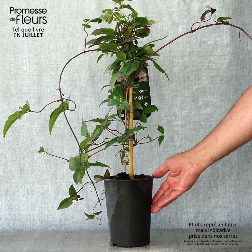 Exemplaar van Clematis montana Mayleen - Bergbosrank Pot van 2 l/3 l zoals geleverd in de zomer